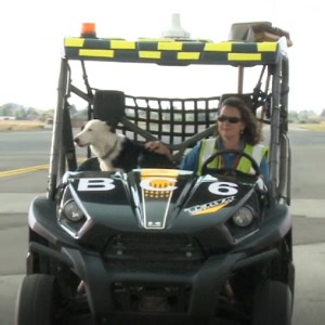 WATCH: Meet the dogs at OR Tambo Airport that keep runways safe