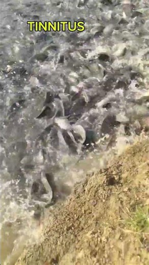 🤯 Tinnitus Masking Sound - 4 Sec ASMR for Deep Focus at Work #shorts