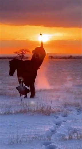 A Physics Lesson on the Prairie: A Horse Demonstrates Momentum by Kicking a Lion.