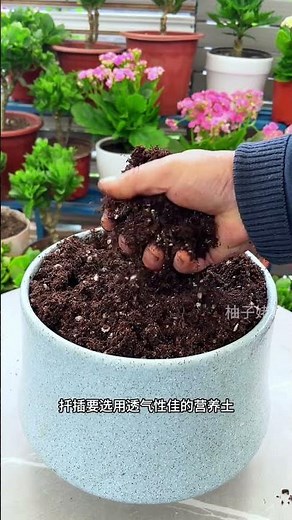 Boost Your Kalanchoe Collection: The Ultimate Cutting Propagation Guide