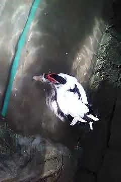 Accouplement Canard de Barbarie 03