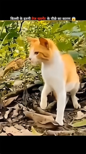 Why do cats win to snakes.