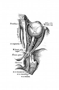 Illustration of a Nervus opticus