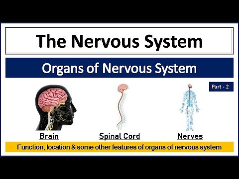 Nervous System | Organs of Nervous System - Brain, Spinal Cord and Nerves | Location, Function etc.