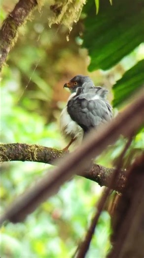 A Breath of Jungle Air | A Quiet Hawk Moment 🌿