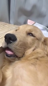 Relaxing sounds 🤣🤣 | Golden Retriever Overload