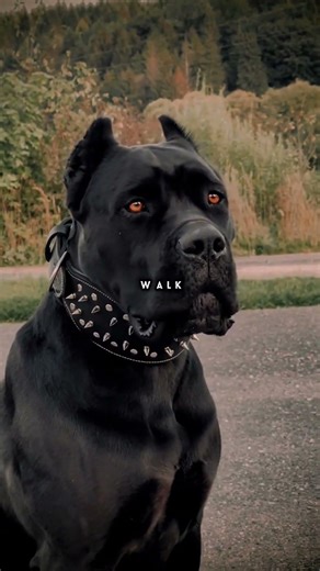 Before You Get a Cane Corso… Watch This