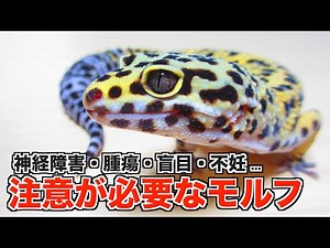 Morphs to consider before getting a leopard gecko