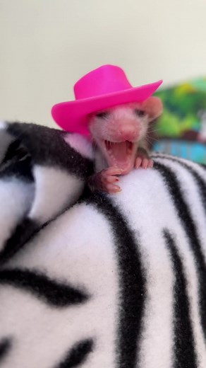 🌸🐴♣️ official backup singer Pony came to the rescue a week ago and has been thriving ever since! @chappell roan When you find a seedling, it can be tempting to keep them—they’re super cute and great dancers! But when they’re babies, opossums need specific care, which includes being tube fed on a strict schedule with a very specific formula. It takes a lot of supplies and hard work to help them thrive! This is yet another reason to get any orphaned baby opossum to a rehabber asap! #pinkponyclub