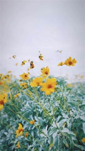 Rainy Desert Ambient Jam | Volca Keys & Volca Bass + SP-404MKII (Flatiron Session)