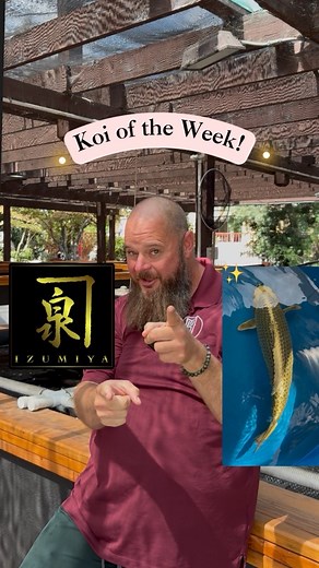 16K views · 416 reactions | It’s Koi of the Week time!! Check out this mesmerizing sumibuki bred by Izumiya! DM us or come by the shop if you’d like to know more about this fish! #koi #koifish #koipond #mystickoi #mystickoiandwatergardens #watergarden | Mystic Koi and Water Gardens | Facebook