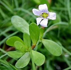 Phytonutrients 101: Water Hyssop | The Weeds and Seeds Guy