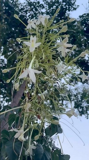 Indian cork tree, also known by Tree Jasmine, Millingtonia hortensis. #floraofindia #flowers #nature