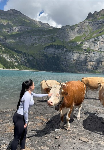 Explore the Beauty of Swiss Cows in Nature