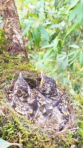 #asmr #birds #nature #feeding #food #sound #dandruff #fyp #sparrow #headmassage #cat #usa | ASMR and Mother Nature
