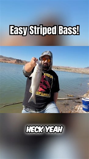 Catching Striped Bass has never been this easy! 🤯🎣 #lakemead #carpfishing #stripedbass #shorts￼
