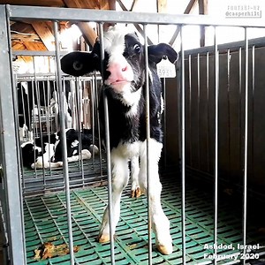 These babies were all taken from their mothers immediately after birth and placed in these small and horrible crates. ▪️In order for a cow to produce milk, she must become pregnant, like it is with all mammals - and her babies are not supposed to drink her milk, so they are taken from her. ▪️Once a year the cow is forcibly inseminated, she's pregnant for 9 months and then she gives birth. ▪️After a 3 months 'break', the dairy farmer inseminates her once again, to keep her milk production going. 