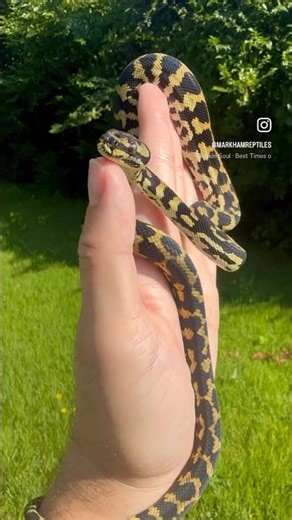 Jungle Carpet Python