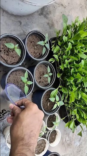 One Chilli Seed Growing Many Chilli's #youtubeindia #viral #trending