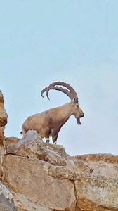 #Ibex #goats #himalayas #northernareasofpakistan #gilgitbaltistan #mountains #adventure | Shigar Valley