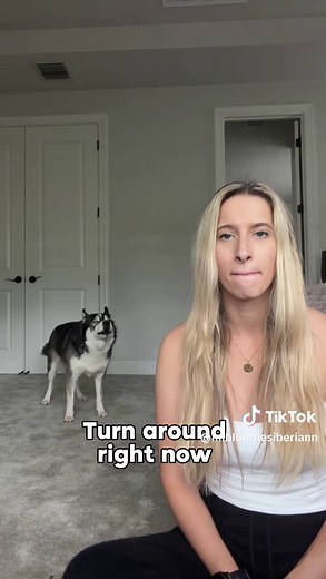 Dramatic Husky: A Journey of Canine Antics