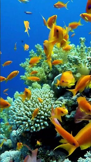 Celebrating Ocean Biodiversity