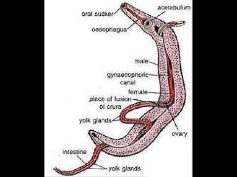 Schistosoma haematobium