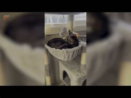 Two cats adorably hug and cuddle each other