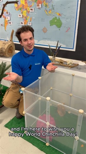 6.2K views · 78 reactions | Happy National Chinchilla Day!  Meet our resident chinchillas, Cheech and Chong! Join Biologist Casper as he shares fun facts about these adorable gals and their chinchilla charm! | Adventure Aquarium | Facebook