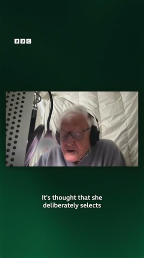 A sneak peek of Sir David Attenborough working on the narration for the upcoming BLUE PLANET III.