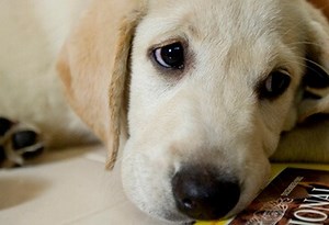 Marley & Me - Trailer