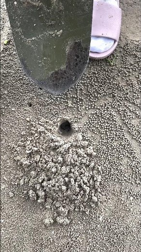 Why Do They Start Digging Holes? #shorts