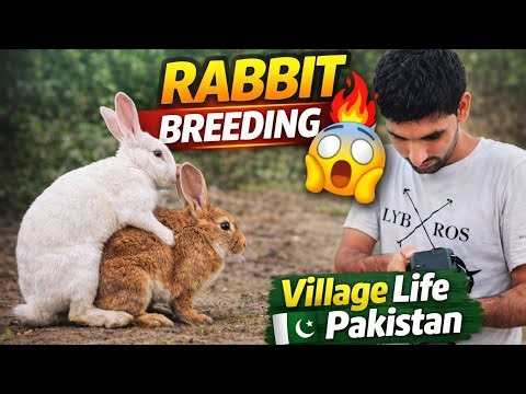 Pet rabbit breeding - rabbit meets for the first time - wild rabbits breeding season‪@Amjadbirdsvlog‬