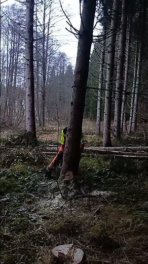 Schwachholz Fällung mit Tiga Seilwinde #forst #durchforsten #stihl #wald wald