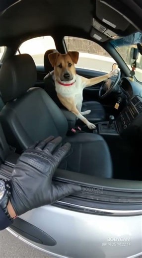 Dog Pulled Over for Driving!