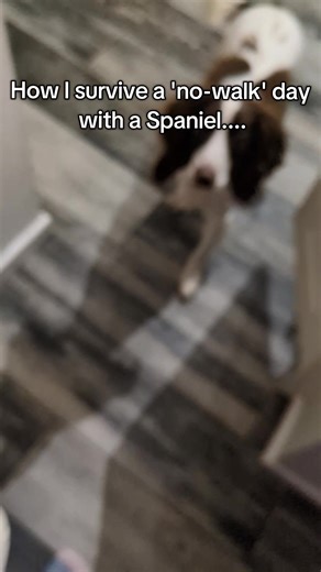 Keeping Your Dog Happy Indoors with Bouncy Billy