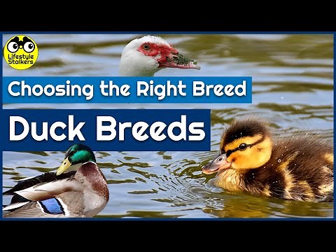 Keeping Ducks - Duck Breeds & Choosing the Right Breed