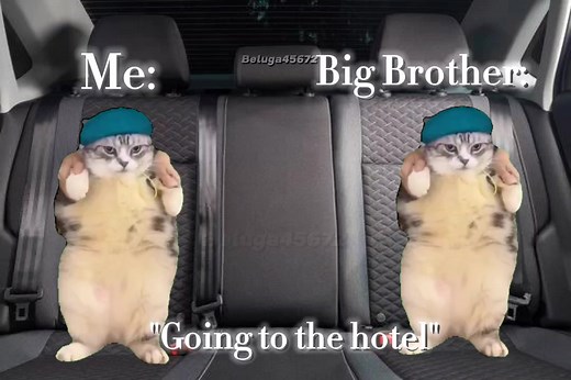 Hilarious Cat Dancing Meme Compilation