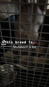 7.8K views · 56 reactions | Crazy Kona #thairidgeback #thai #ridgeback #dogmama #raredog #rarebreed #bluedog #bluecolourdog #purebred #kona #konaridgeback #kona | Sarah Kelso | Facebook