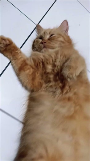 funny cats #310 #cats #cute #pets #meow #instacat #catlover #kittensofinstagram #animaloveras