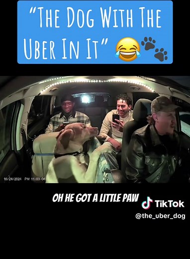 Funniest Dog Quotes of the Week You Must See
