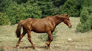 The Barb Horse Breed