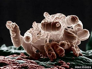 Bio-Dredging: Dredging With Bacteria?