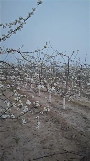 Blossom Walk: Discover the Serenity of Pear Blossoms in Full Bloom