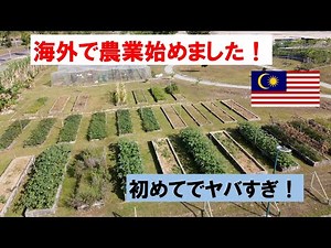 マレーシアで農業開始＃１ひょんなことから農業を始めることに！Start farming in Malaysia # 1 I decided to start farming in Malaysia