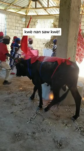 Traditional Rural Life with Colorful Attire and a Cow