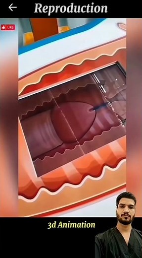 The Hidden Truth About Intercourse | What Happens Inside the Body (3D Medical Animation)