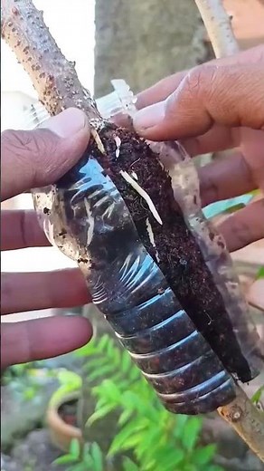 Air Layering Plants in the Nursery: a method of propagating new trees and shrubs