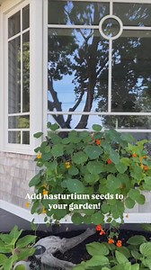 In praise of nasturtiums! A humble flower that gives all the whimsical and cottagey vibes! There are two varieties shown here. The first one is the Jewel Mix with the solid green leaves and the flowers in orange, yellow and coral. The second variety shown is Troika Cream from @westcoastseeds I grew it for the first time last year and I fell in love with the variegated leaves, the yellow flower with a burgundy centre and it’s lovely trailing habit. It was perfect for my window boxes💛🌿👌 They gr