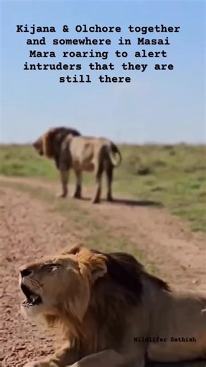 Olchore & Kijana were seen a few days back roaring high to show their presence in masai mara.